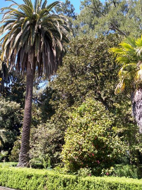 Un hermoso paisaje con palmeras y vegetación abundante en un jardín.