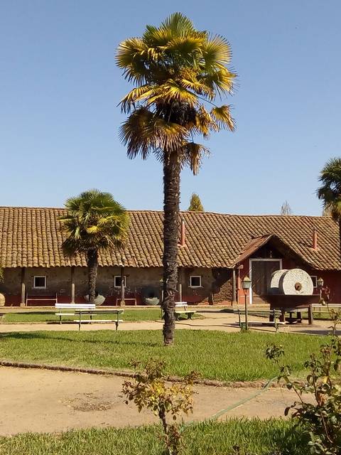 Imagen de un patio con palmeras y una construcción rural.