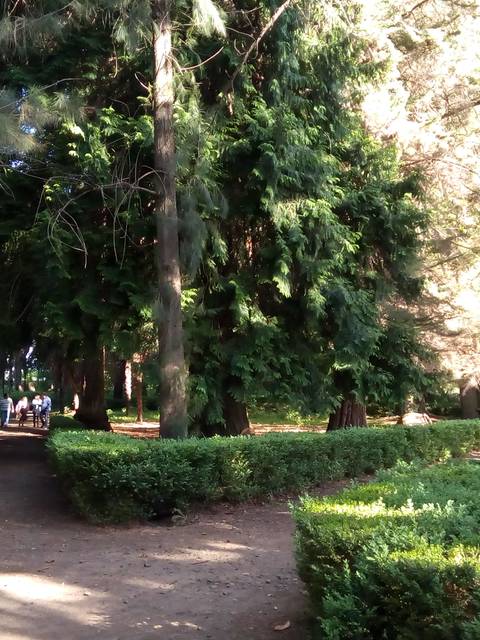 Un sendero con árboles y arbustos en un parque soleado.