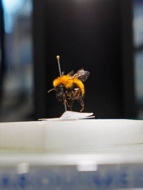 Una abeja está en una plataforma blanca con un fondo desenfocado.