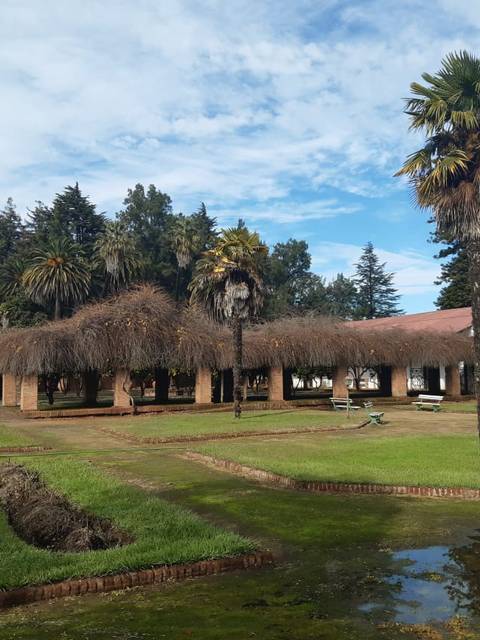 Vista de un patio con palmeras y áreas de césped en un entorno rural.