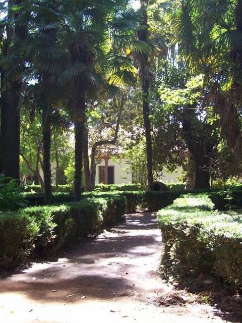 Un sendero rodeado de árboles y arbustos en un entorno natural.