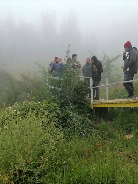 Un grupo de personas está observando la naturaleza en un ambiente nublado y brumoso, sobre un puente de madera.