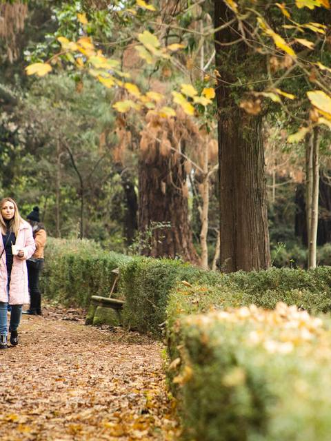Una pareja camina por un sendero en un parque durante el otoño, rodeados de árboles y hojas caídas.