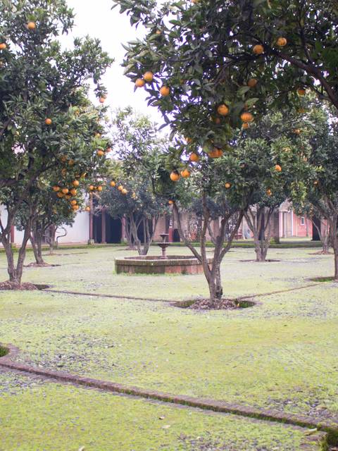 Un huerto con varios naranjos frutales en un entorno verde y tranquilo.