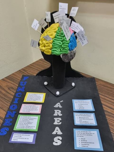 Una representación tridimensional de un cerebro con etiquetas que indican diferentes áreas y funciones cerebrales.