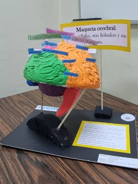Maqueta representativa del cerebro humano con etiquetas de sus lóbulos.