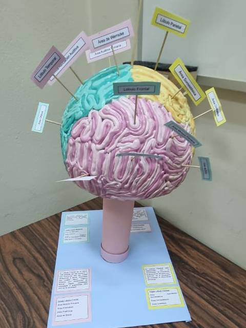 Modelo tridimensional de un cerebro con etiquetas que indican diferentes áreas y funciones.
