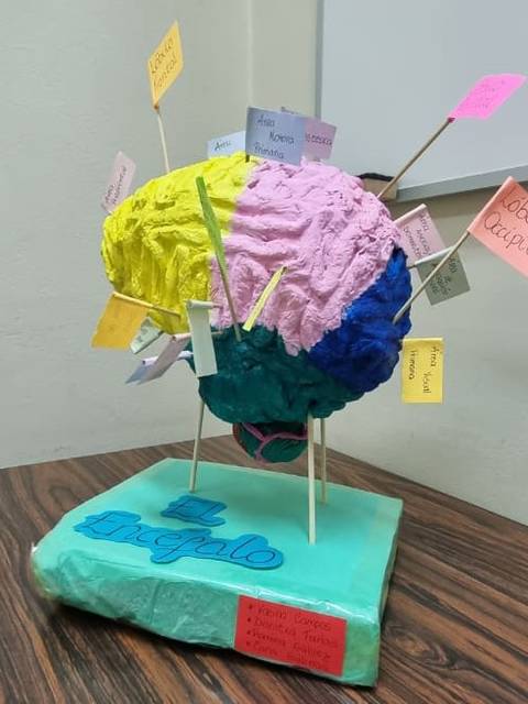 Modelo del cerebro humano con colores vibrantes y etiquetas que indican diferentes partes y funciones.