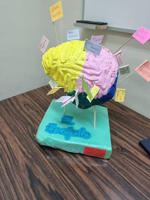 Una maqueta colorida de un cerebro decorada con notas adhesivas de diferentes colores.