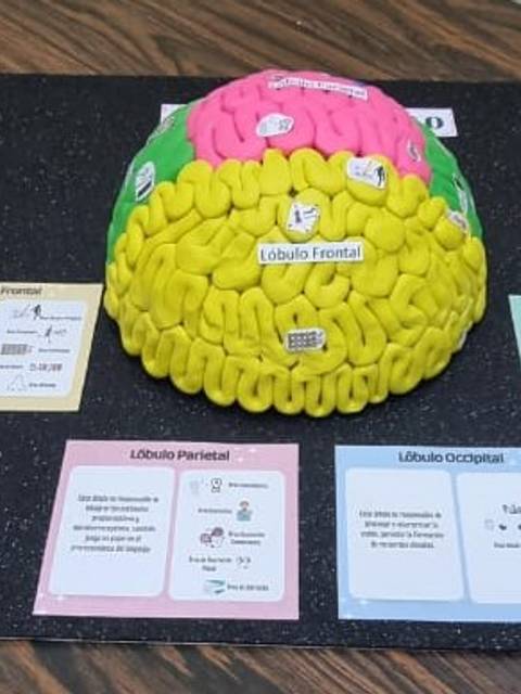 Modelo educativo del cerebro humano con sus lóbulos representados y descripciones informativas.