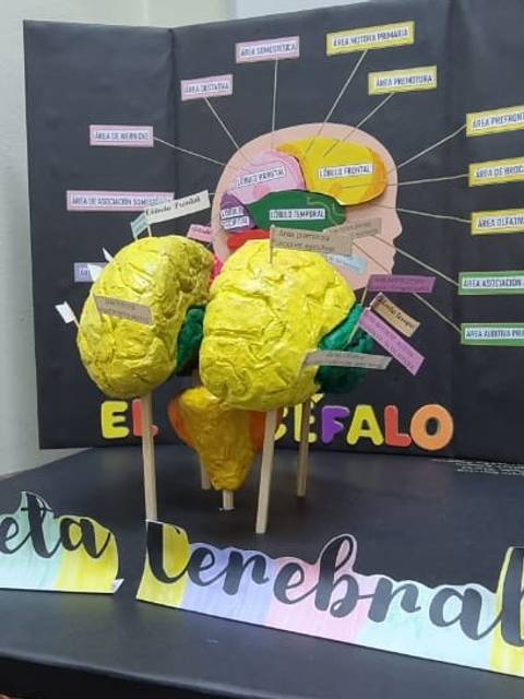 Una maqueta cerebral en colores amarillo y verde con etiquetas que identifican diferentes áreas del cerebro.