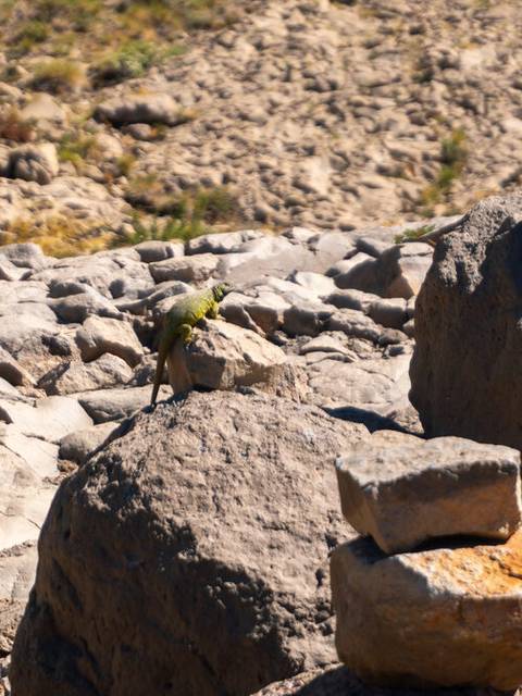 Un paisaje rocoso con varias piedras apiladas y una pequeña ave en el centro.