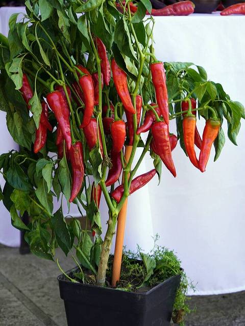 La imagen muestra una planta de pimientos rojos en una maceta.