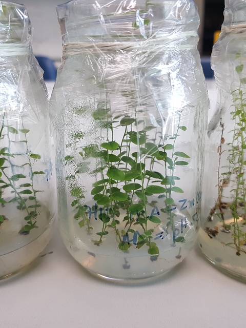 Tres frascos con plantas en diferentes etapas de crecimiento.