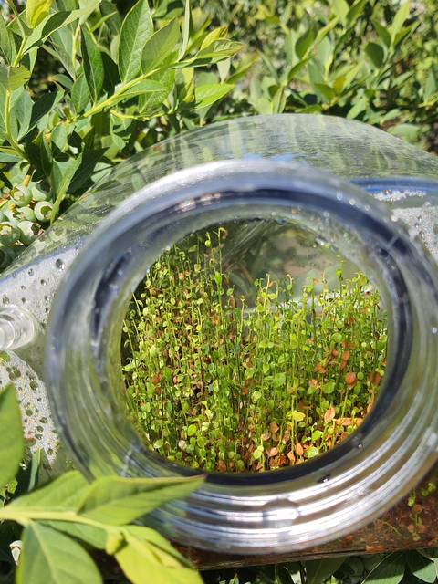 Una botella de vidrio enfocada sobre un paisaje lleno de plantas verdes.