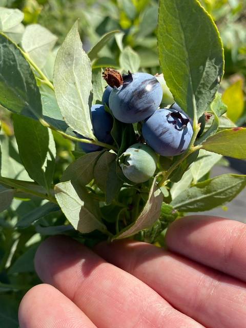 Una mano sostiene una rama de un arbusto de arándanos con frutos azules y hojas verdes.