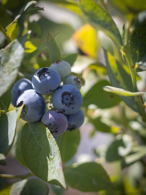 Un racimo de arándanos frescos sobre una planta con hojas verdes.