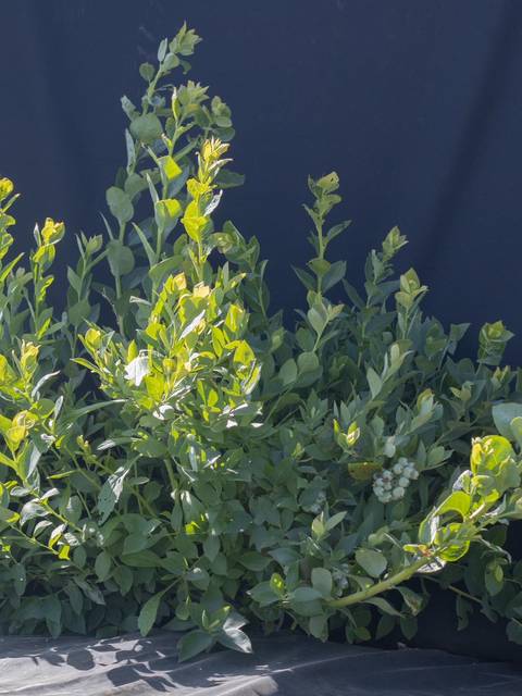 Una planta de hojas verdes brillantes con tallos erguidos en un fondo oscuro.