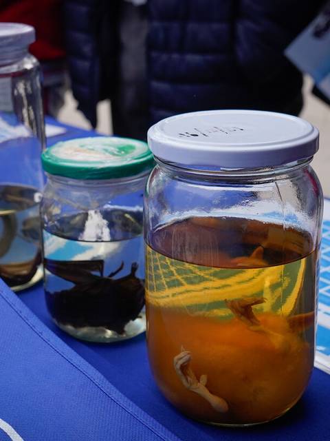 Tres frascos con especímenes en conserva sobre una mesa.