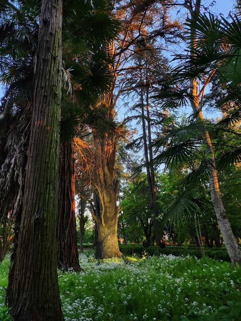 Un paisaje natural con árboles altos y flores blancas en el suelo, iluminado por la luz del atardecer.
