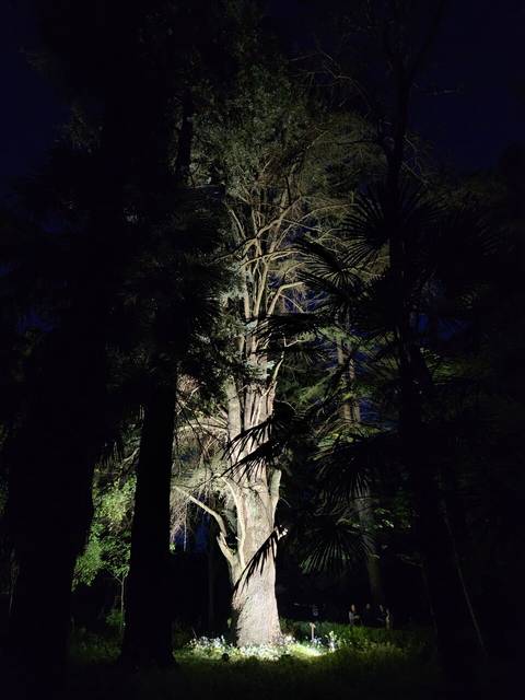 Un majestuoso árbol iluminado en medio de un bosque oscuro.