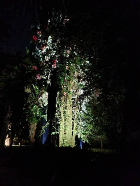 Un paisaje nocturno con árboles iluminados parcialmente por luces brillantes.