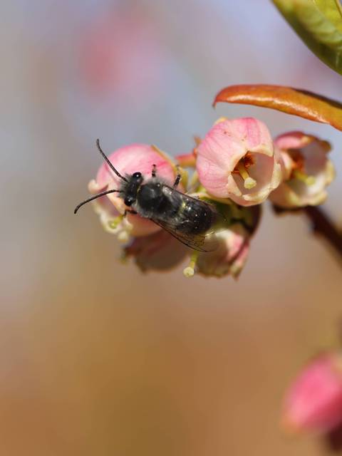 Una abeja negra posada sobre una flor de color rosa.