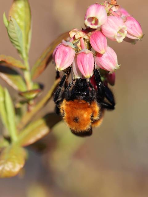 Una abeja negra y naranja recolecta néctar de flores rosadas.