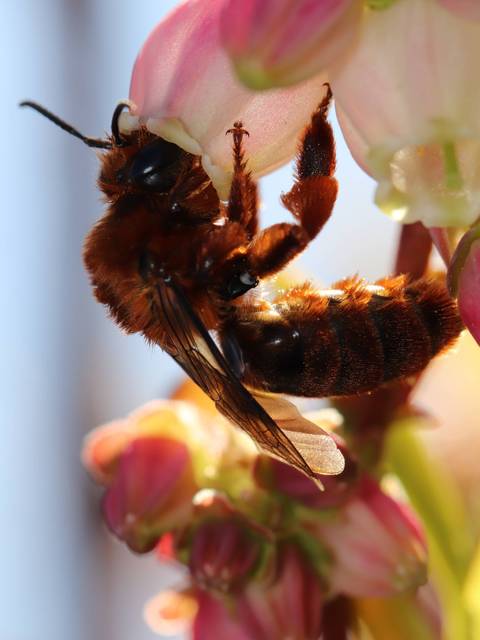 Un abejorro marrón recogiendo néctar de una flor.