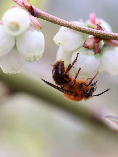 Una abeja observa flores blancas en un entorno natural.
