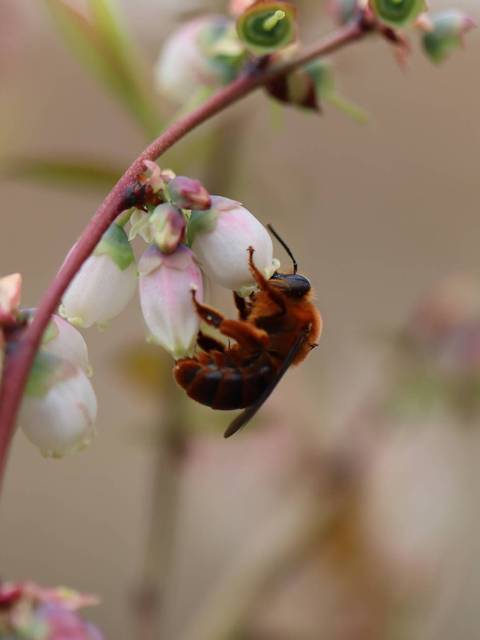 Una abeja polinizando flores de arándano.