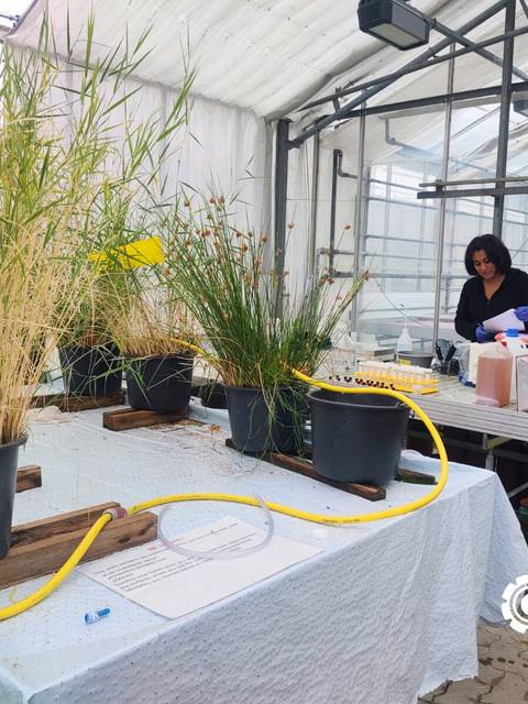 En un invernadero, una mujer trabaja rodeada de plantas en macetas y tubos de riego.
