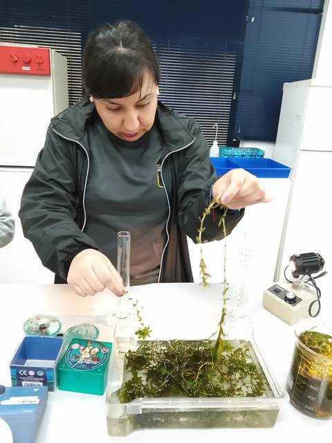 Una mujer está manipulando plantas acuáticas en un laboratorio.