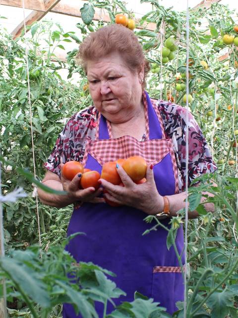 Una mujer mayor recoge tomates en un invernadero.