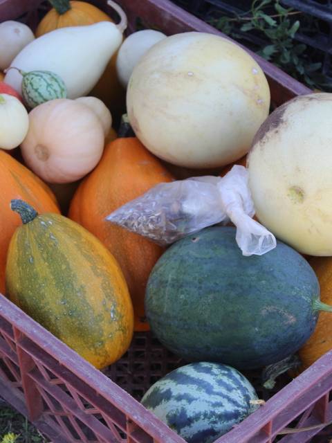 Una caja llena de diversas verduras y melones coloridos.