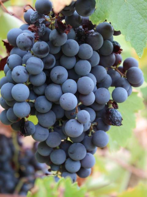 Un racimo de uvas moradas colgando entre las hojas verdes.