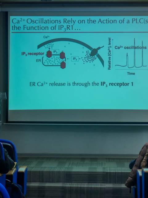 Un profesor explica un gráfico sobre oscilaciones de calcio en una presentación.