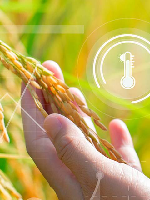 Una persona sostiene una espiga de arroz mientras utiliza un teléfono móvil en un entorno agrícola.