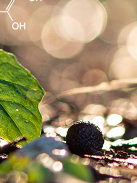 Una plantita brotando entre el suelo húmedo y brillante.