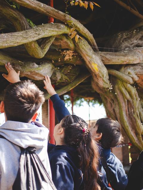 Un grupo de niños mira asombrado una estructura de ramas en un parque.