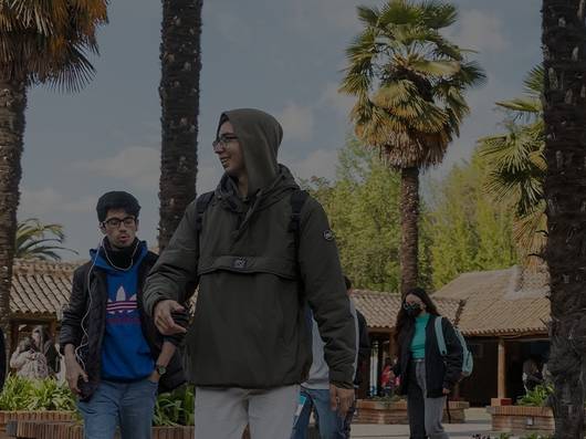 Estudiantes caminan por un campus rodeado de palmeras.