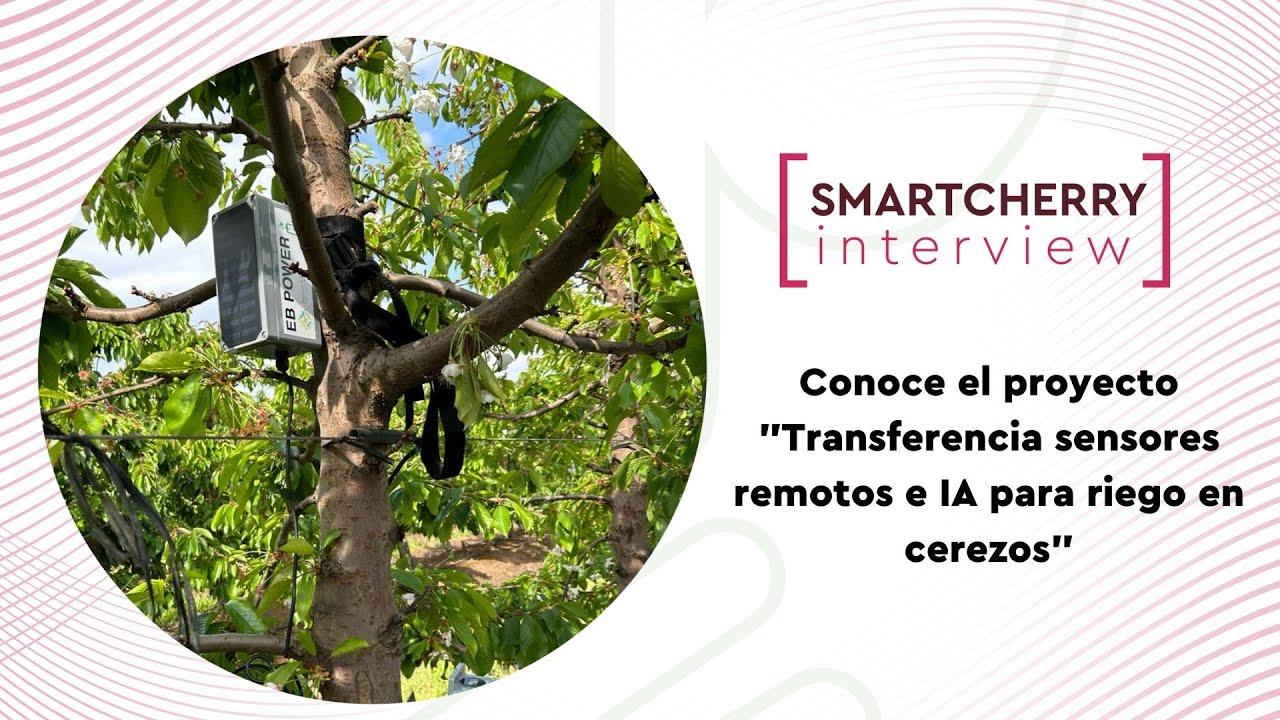 Una caja de sensores instalada en un árbol de cerezo para monitoreo de riego.