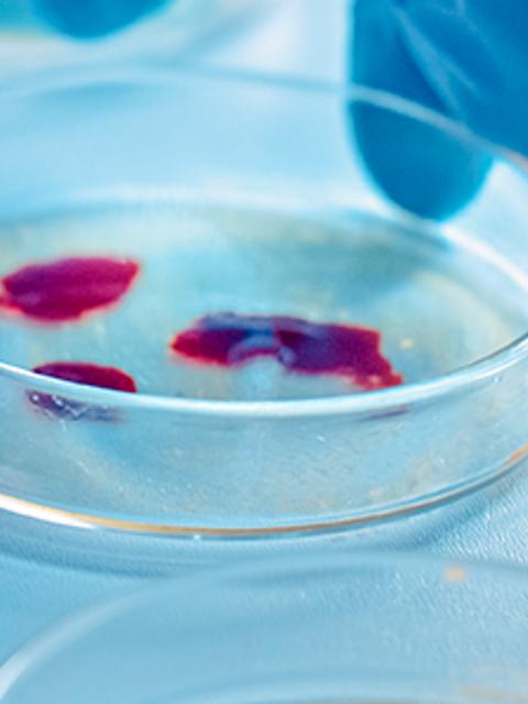 VI Simposio de Valoración y Conservación de los Recursos Microbianos