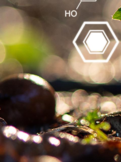 Una planta pequeña brota entre el suelo con un fondo brillante que sugiere un ambiente natural.