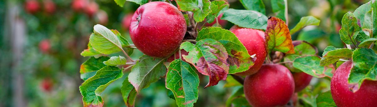 En la imagen se pueden ver manzanas rojas brillantes colgando de una rama con hojas verdes.