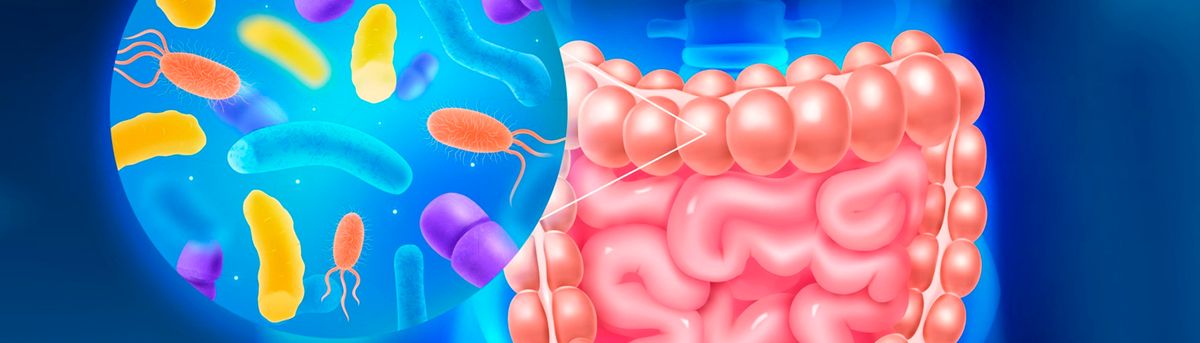 La imagen muestra el sistema digestivo humano con una ilustración de bacterias en el intestino.
