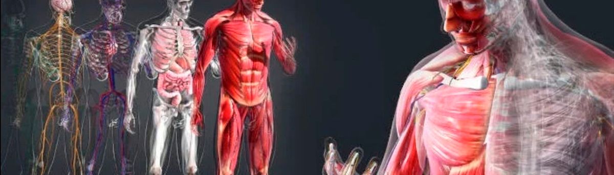 La imagen muestra una representación artística del cuerpo humano con diferentes capas de anatomía, incluyendo músculos y esqueleto.