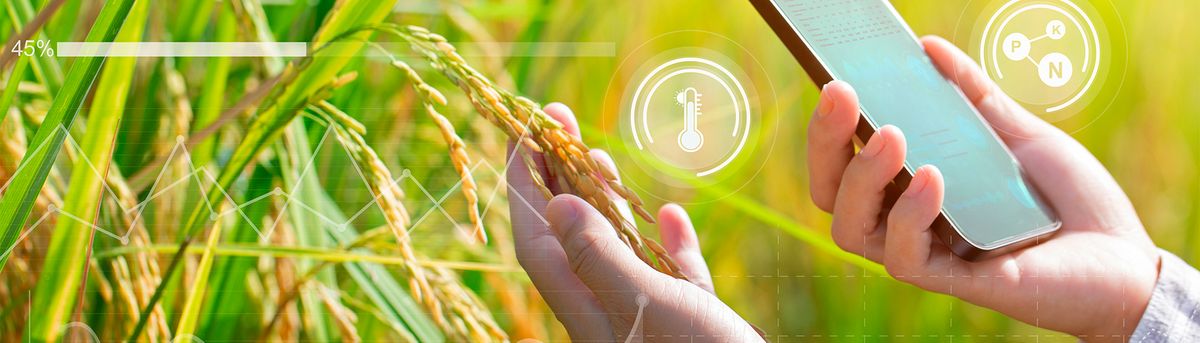 Una persona sostiene una espiga de arroz mientras utiliza un teléfono móvil en un entorno agrícola.