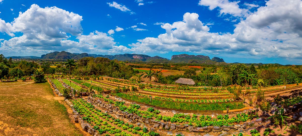 Una hermosa vista de un paisaje rural con huertos verdes bajo un cielo azul lleno de nubes.